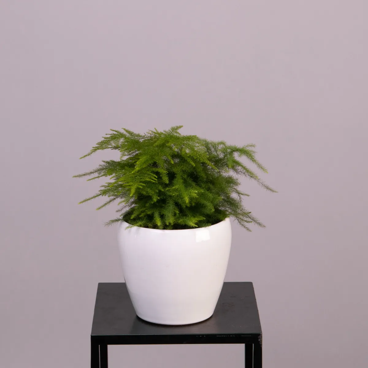 Аспарагус Плюмосус