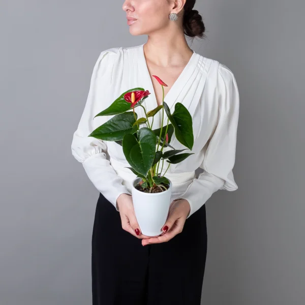 Антуриум Джамбо Красный в керамике_2