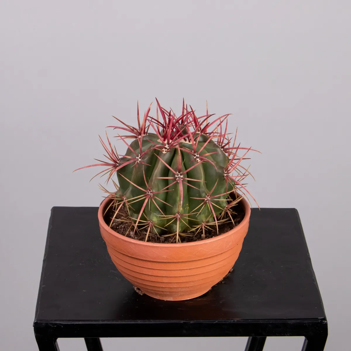 Феррокактус в кашпо_4