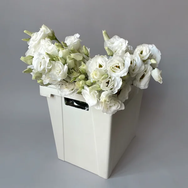 Лизиантус "Ду Арена Джиант Вайт"_1