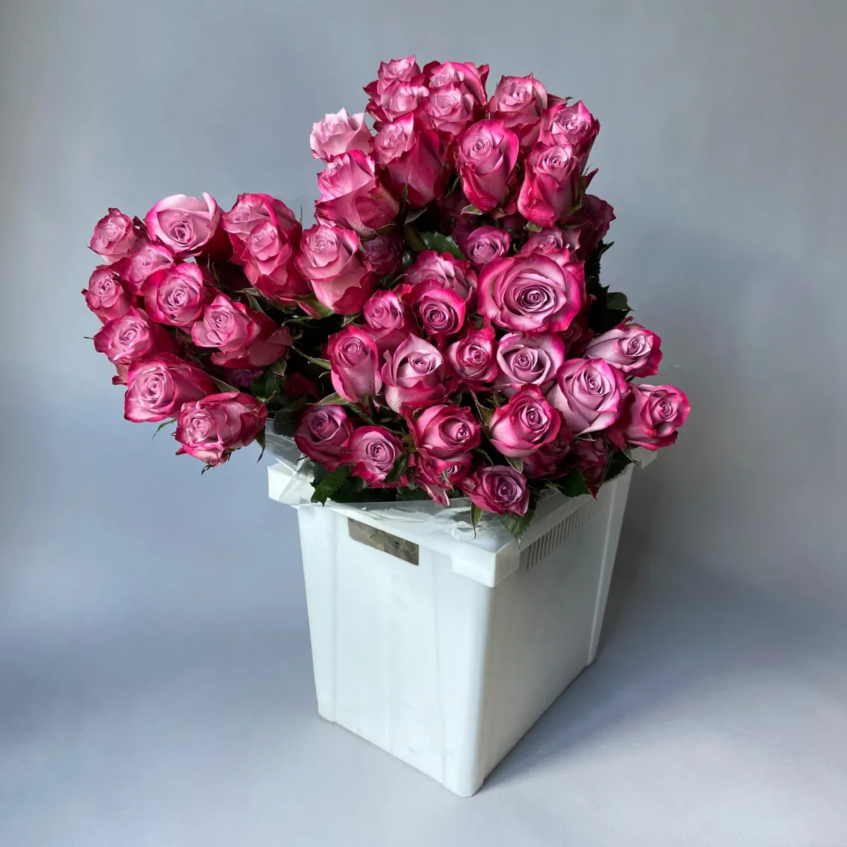 Роза "Дип Перпл"