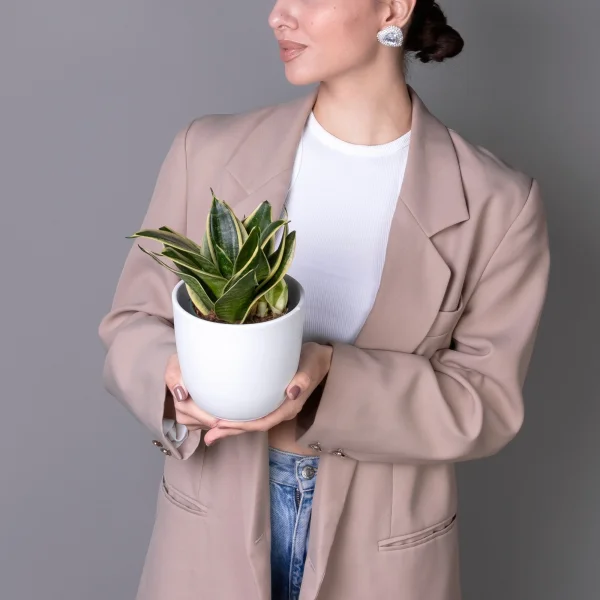 Сансевиерия Голден Эйдж К_2