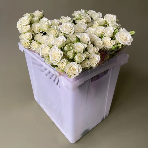 Роза_кустовая "Сноу Флейк"