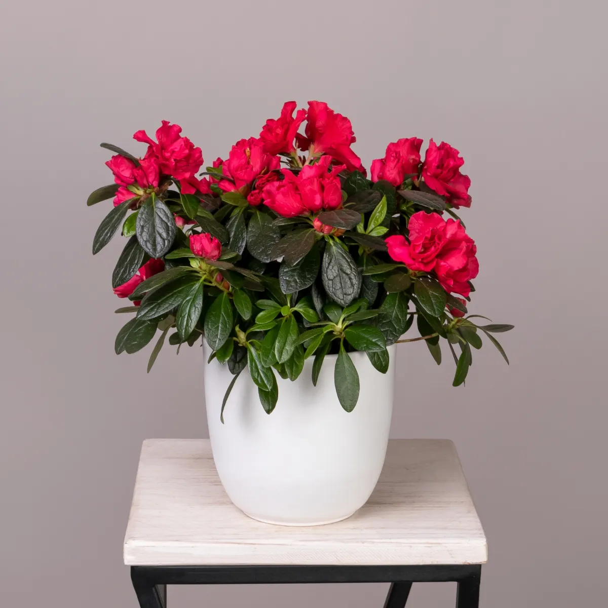 Азалия Отто красная_1