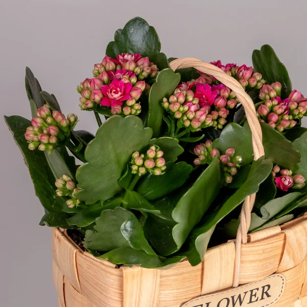 Каланхое Мини Микс в натуральной корзине_3