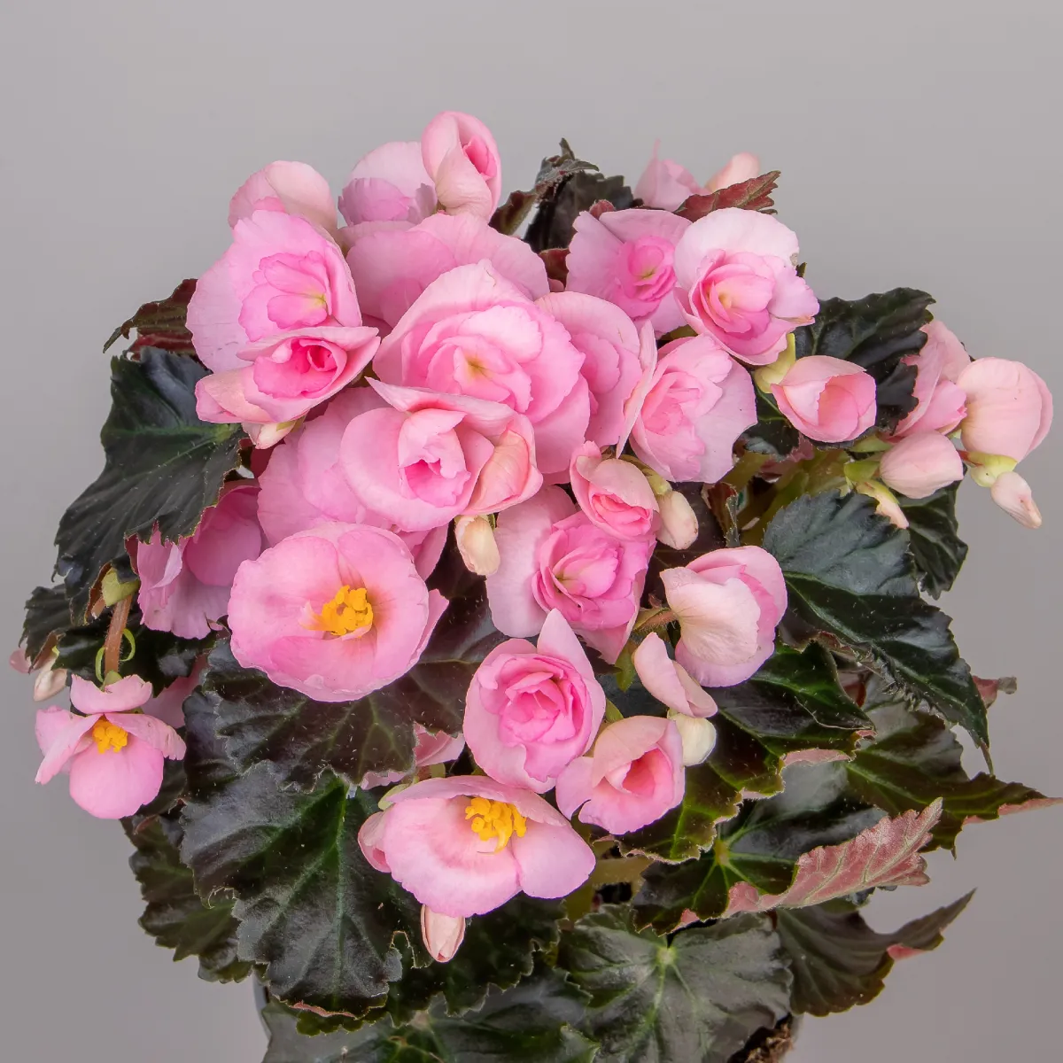 Бегония Премиум Бориас Розовый_3