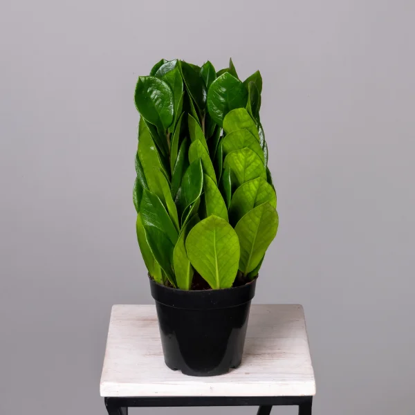 Замиокулкас Замифолия К_4