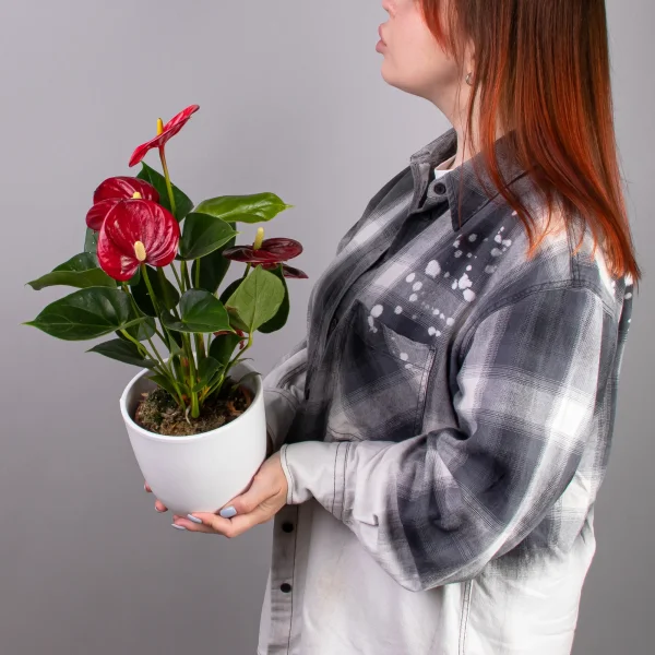 Антуриум андрианум Эсудо_2