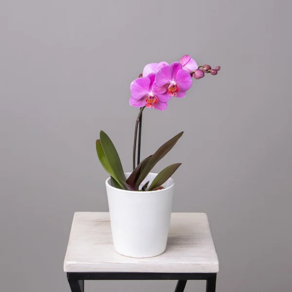 Фаленопсис Литл Колибри Малиновый 1ст._1