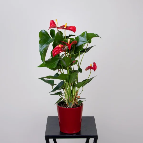 Антуриум Красный в керамике
