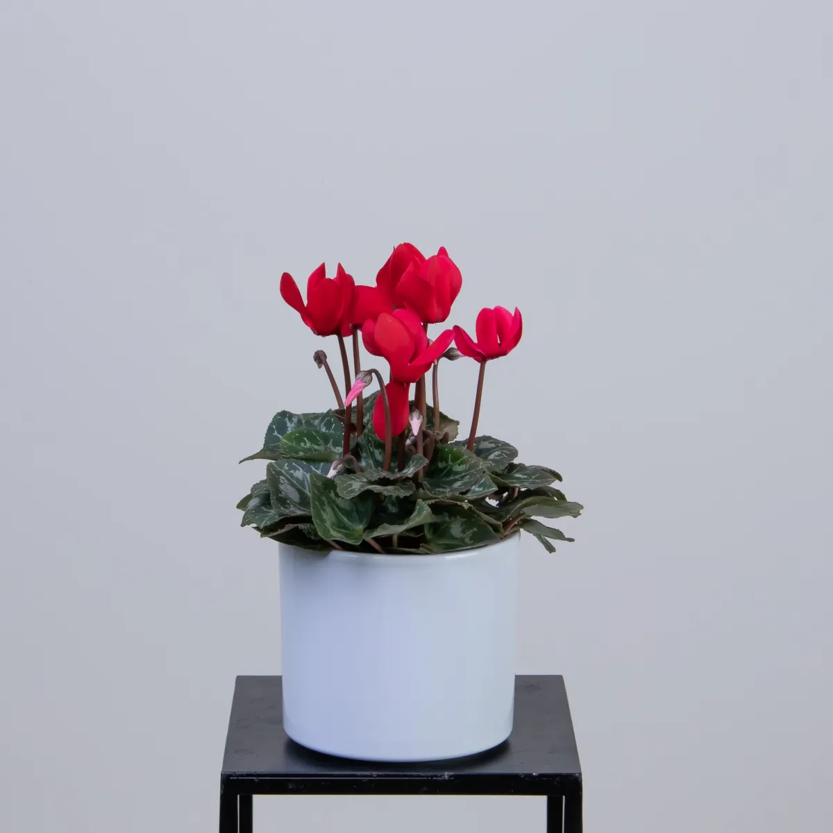 Цикламен Красный