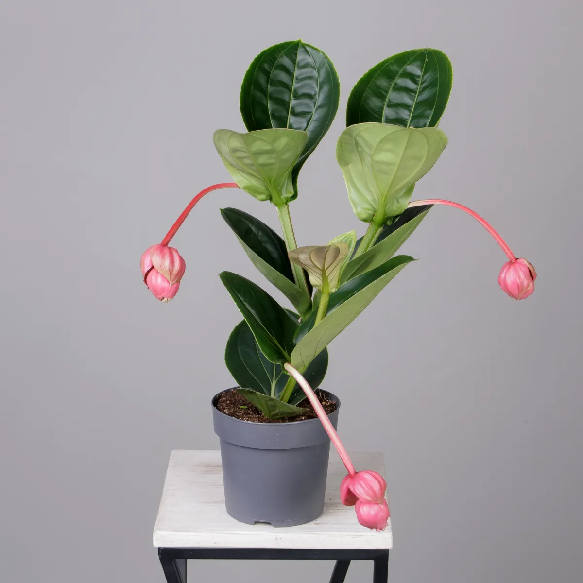 Мединилла Магнифика _4