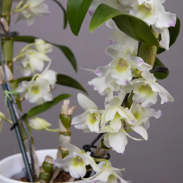 Дендробиум Нобиле Круг