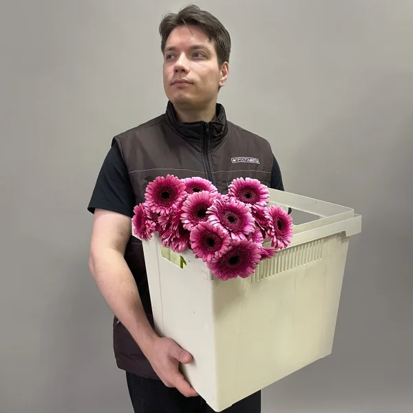 Гермини "Изабель"_2