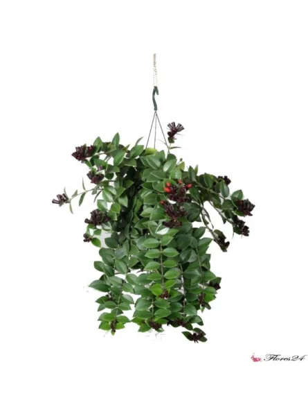 Эсхинантус Мона Лиза Подвесной