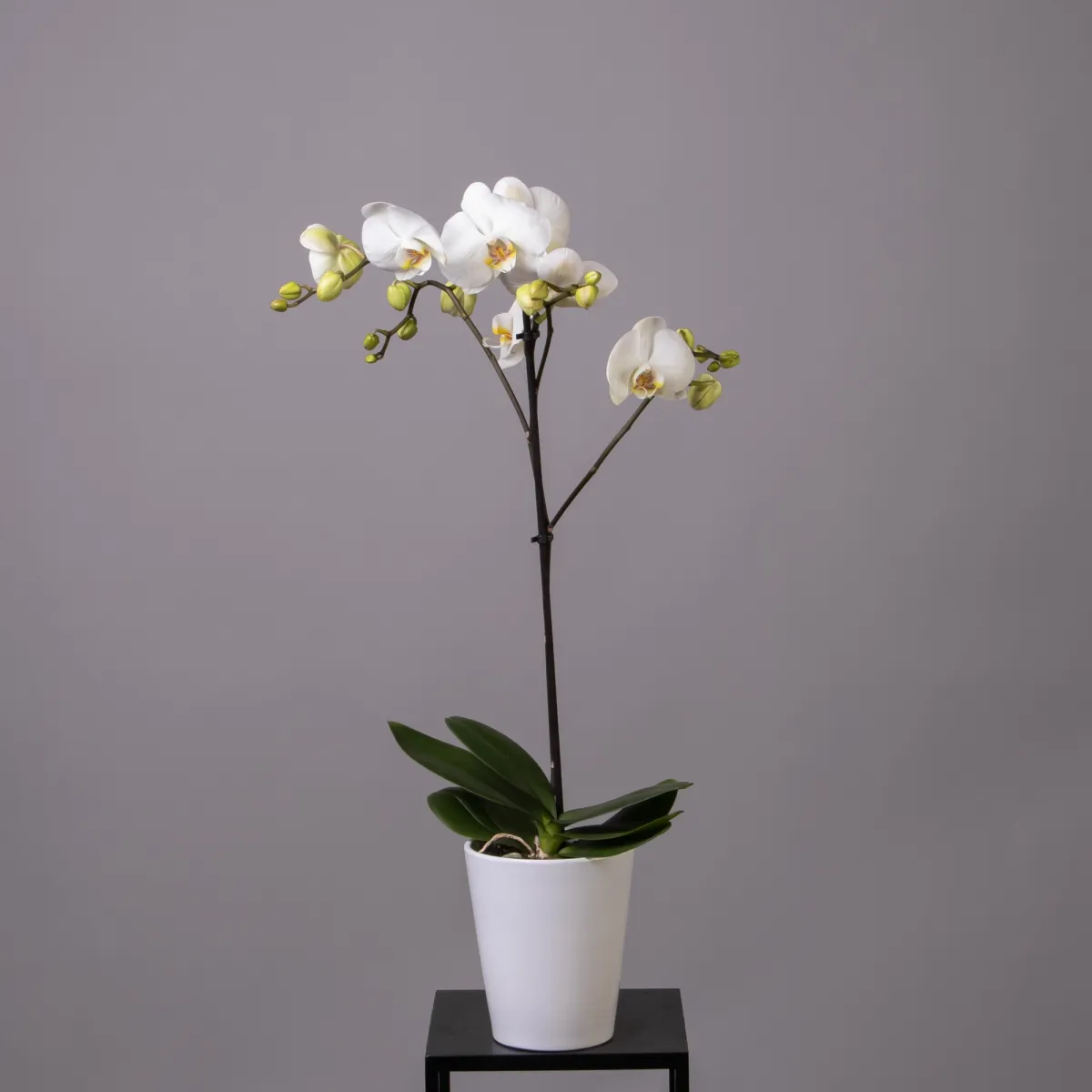 Фаленопсис Белый 1ст
