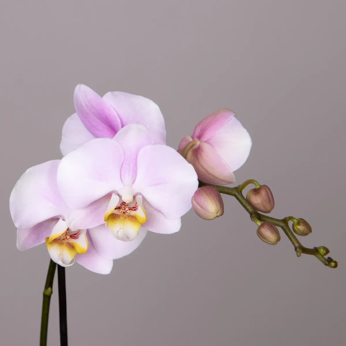 Фаленопсис Колибри Розовый 1 ст_2