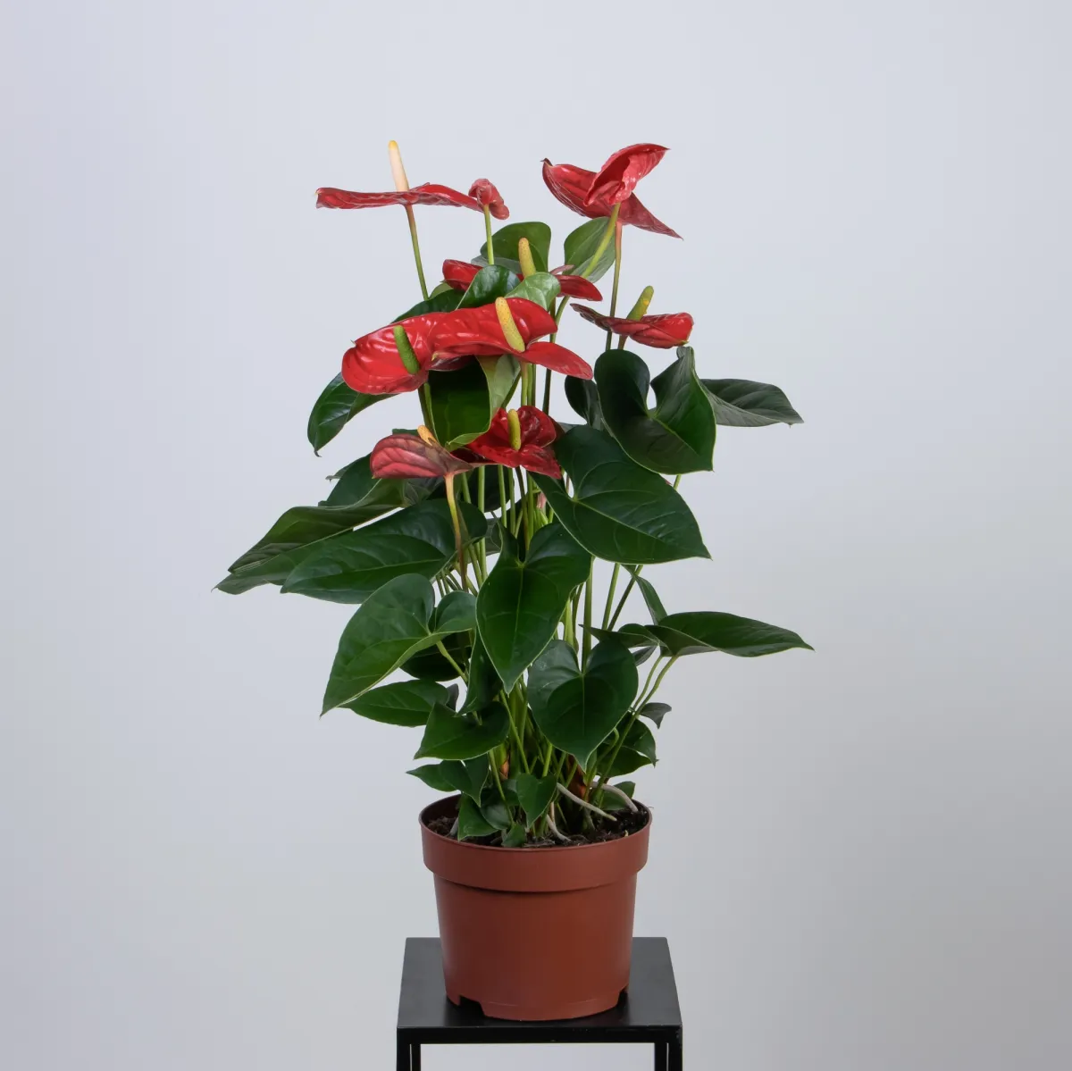 Антуриум Красный