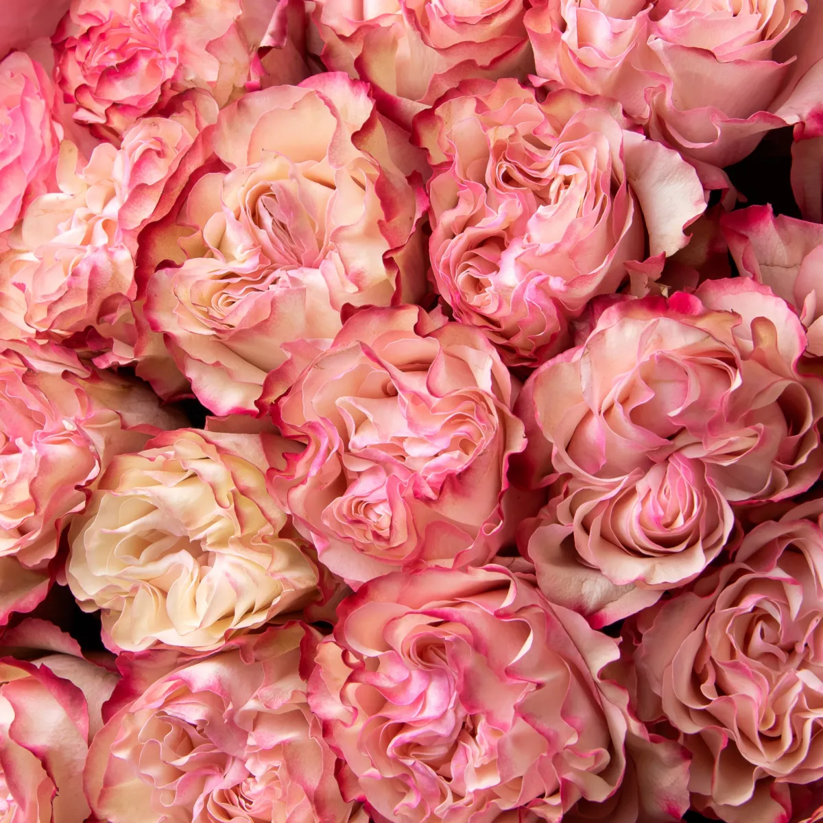 Букет Роза "Кантри Кенди"4