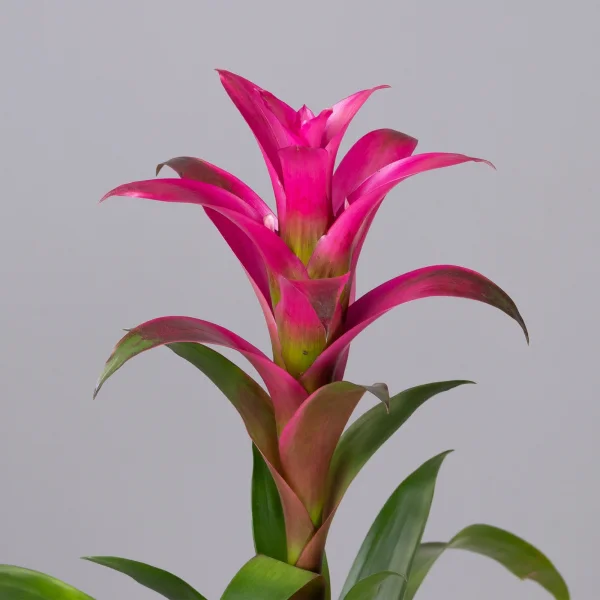 Гузмания Фрея_3