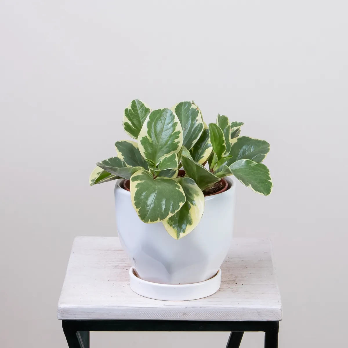 Пеперомия Usa1