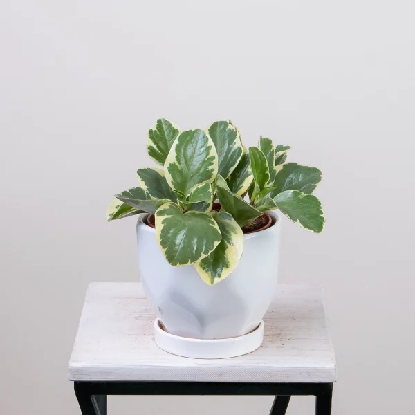 Пеперомия Usa1