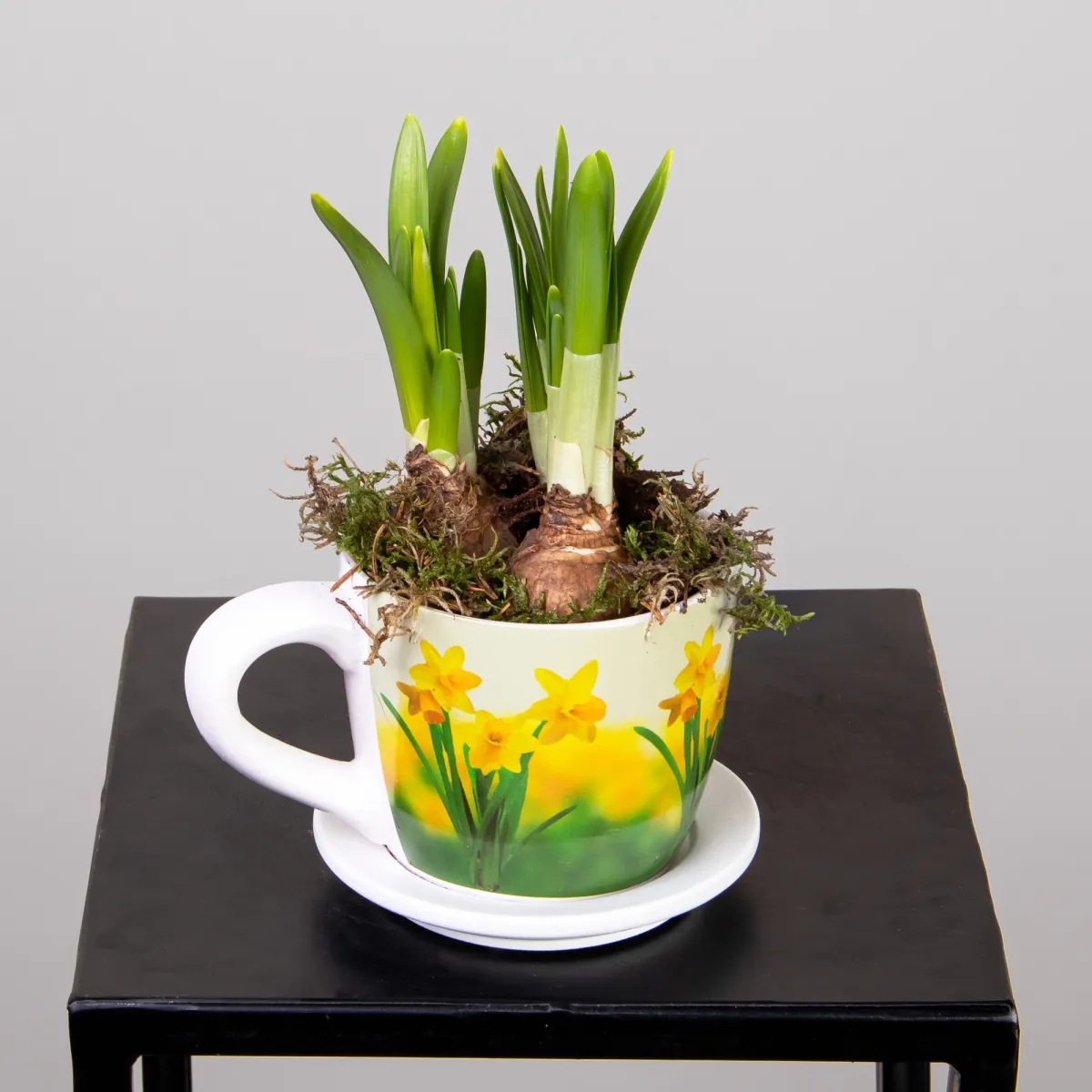 Нарцисс в кружке PTN5092