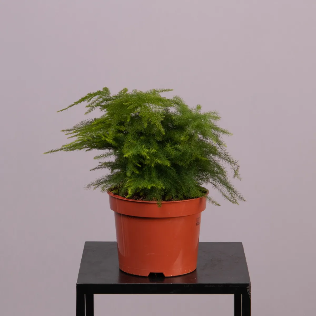 Аспарагус Плюмосус