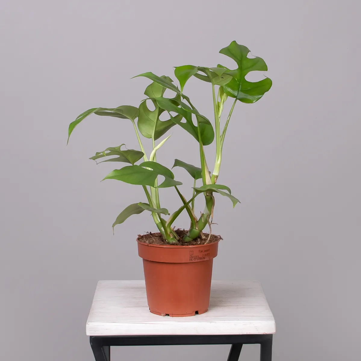 Монстера Минима_4