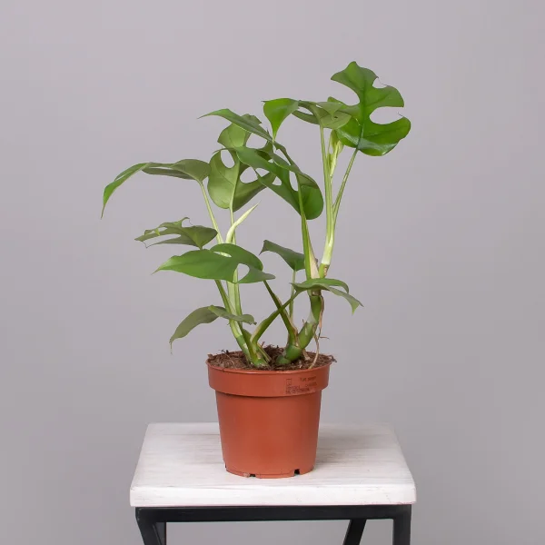 Монстера Минима_4