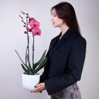 Фаленопсис Азиан Корал 2 ст2
