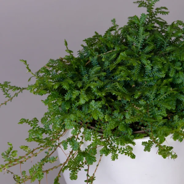 Селагинелла Пикок_3