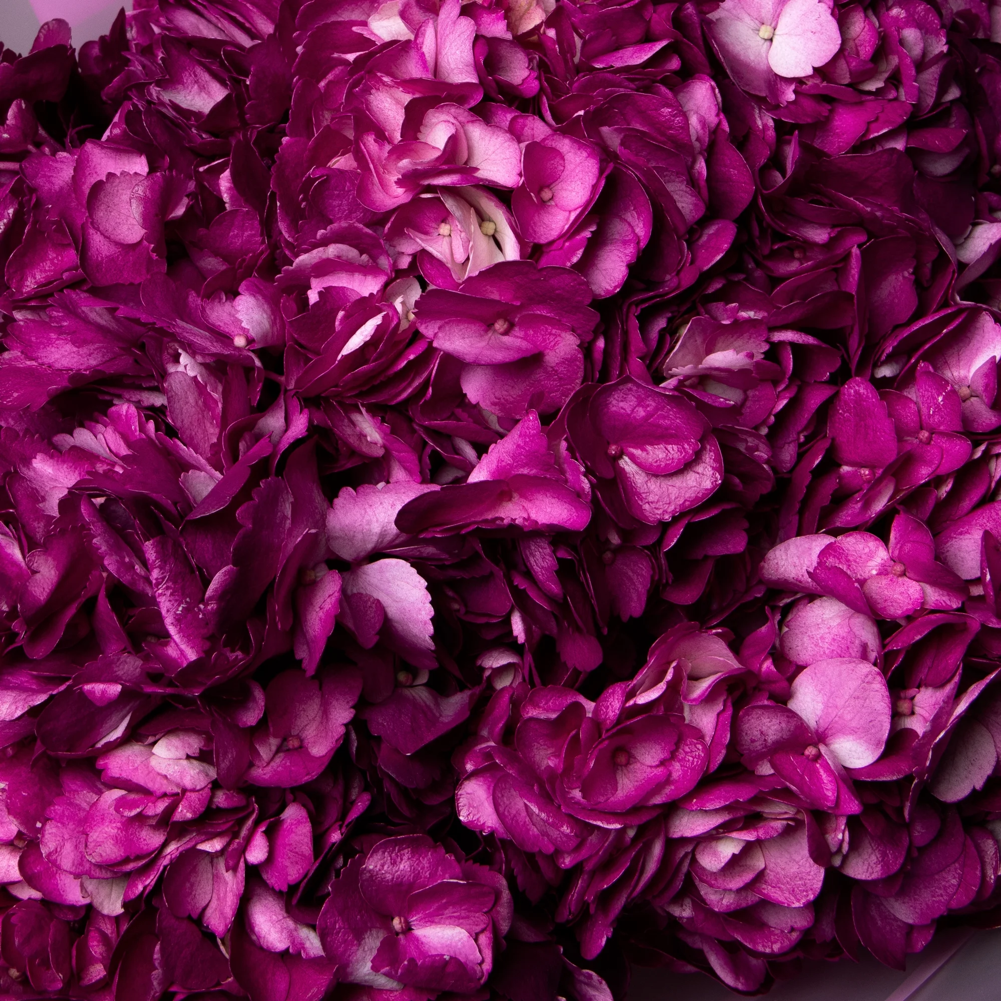 Букет Гидрангия "Премиум Перпл"