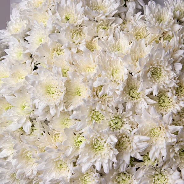 Букет Хризантема кустовая "Алтайр"_4