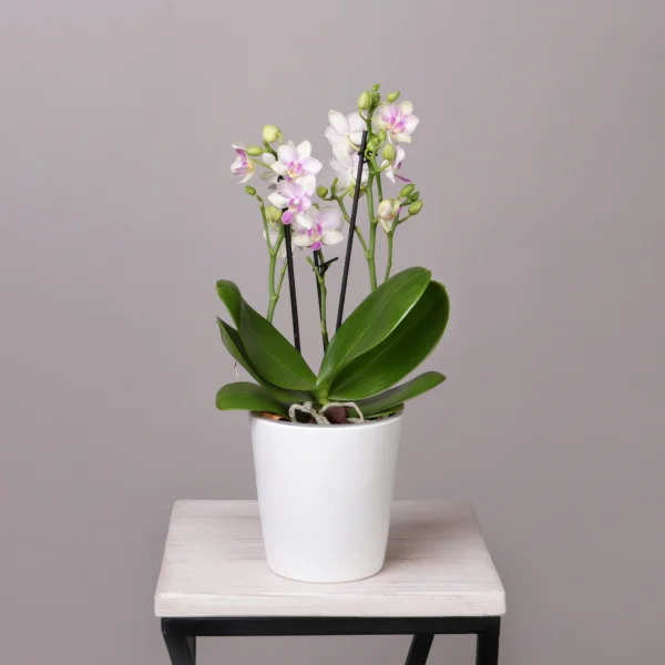 Фаленопсис Блоссом Блисс 3-4 ст_1