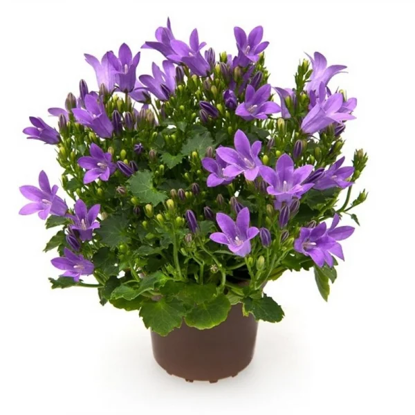 Кампанула Синяя