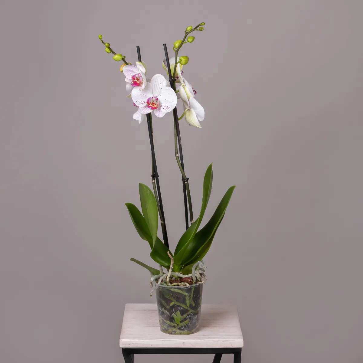 Фаленопсис Гоя 2 ст_4