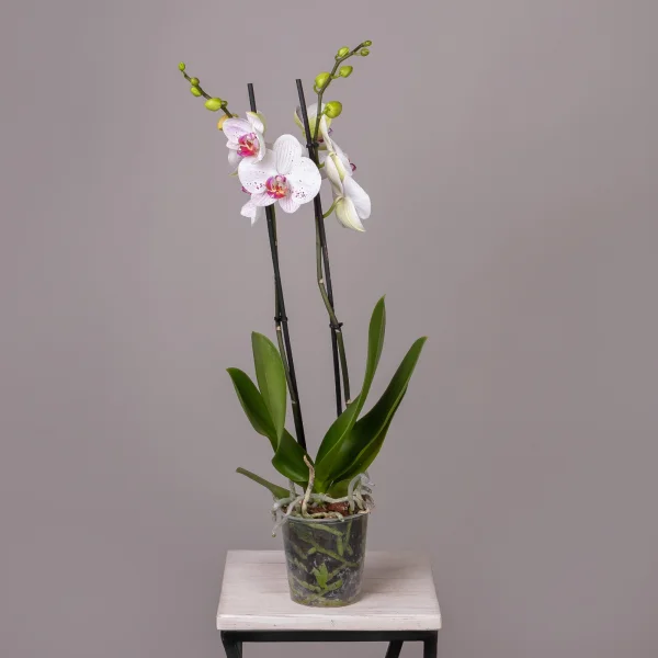 Фаленопсис Гоя 2 ст_4