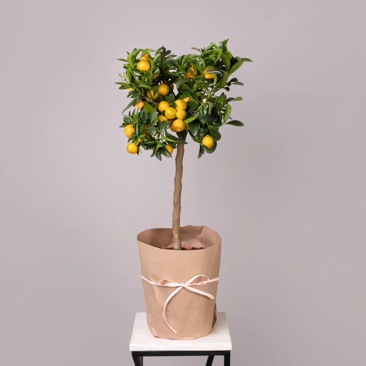 Цитрофортунелла Каламондин Вариегата штамбовая_1