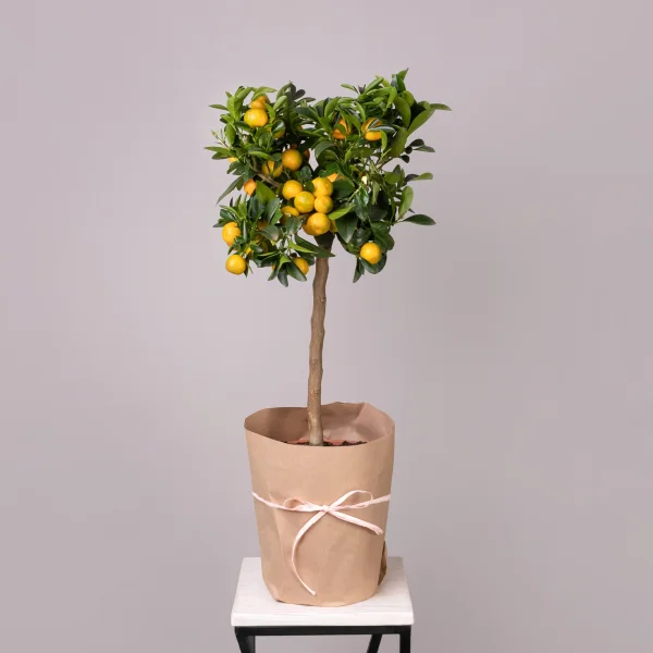 Цитрофортунелла Каламондин Вариегата штамбовая_1