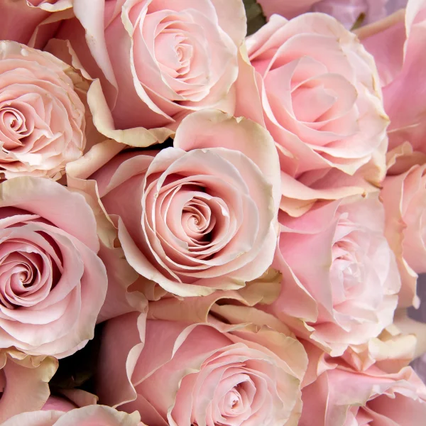 Букет Роза "Пинк Мондиал" 4