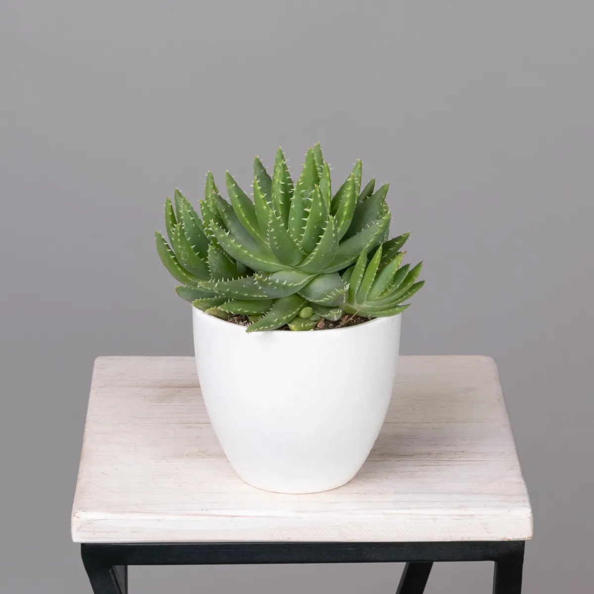 Алоэ Бревифолия_1