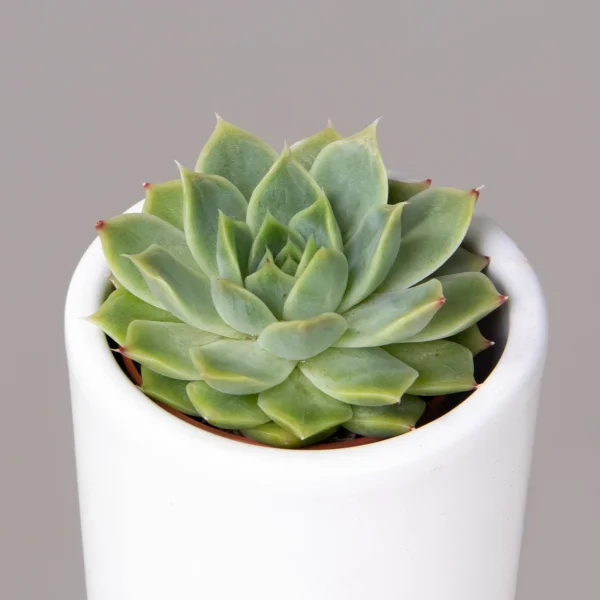 Эхеверия Агавоидес_3