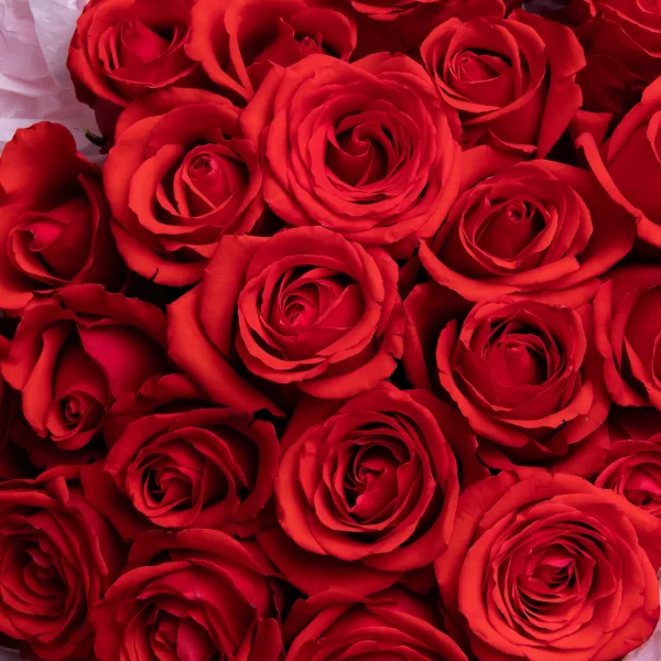 Букет Роза "Нина"