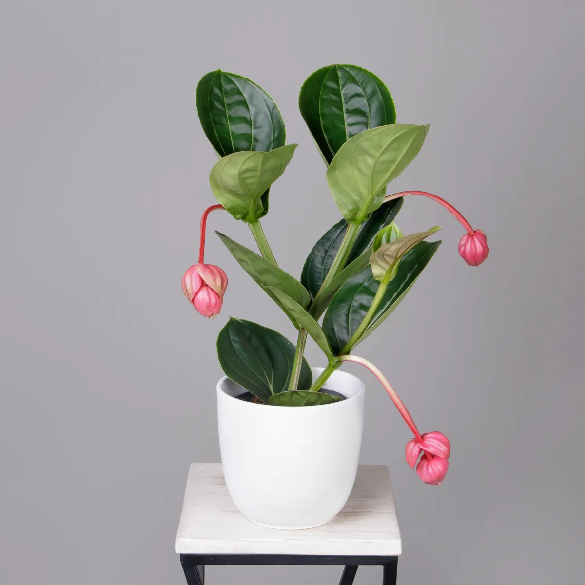 Мединилла Магнифика _1