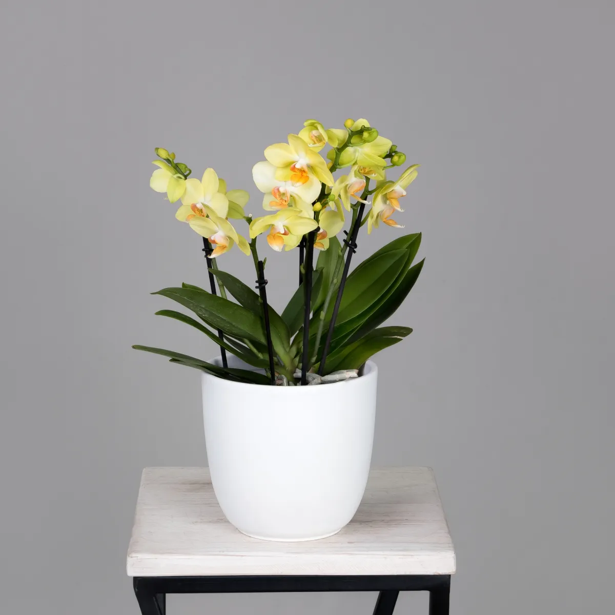 Фаленопсис Дэззлинг Альбенга Желтый 3-4 ст_1