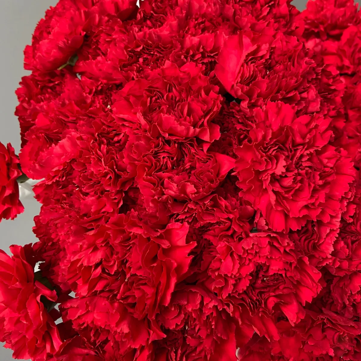 Гвоздика "Красная"