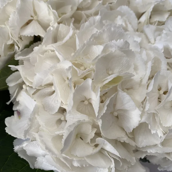 Гидрангия "Шниболл"