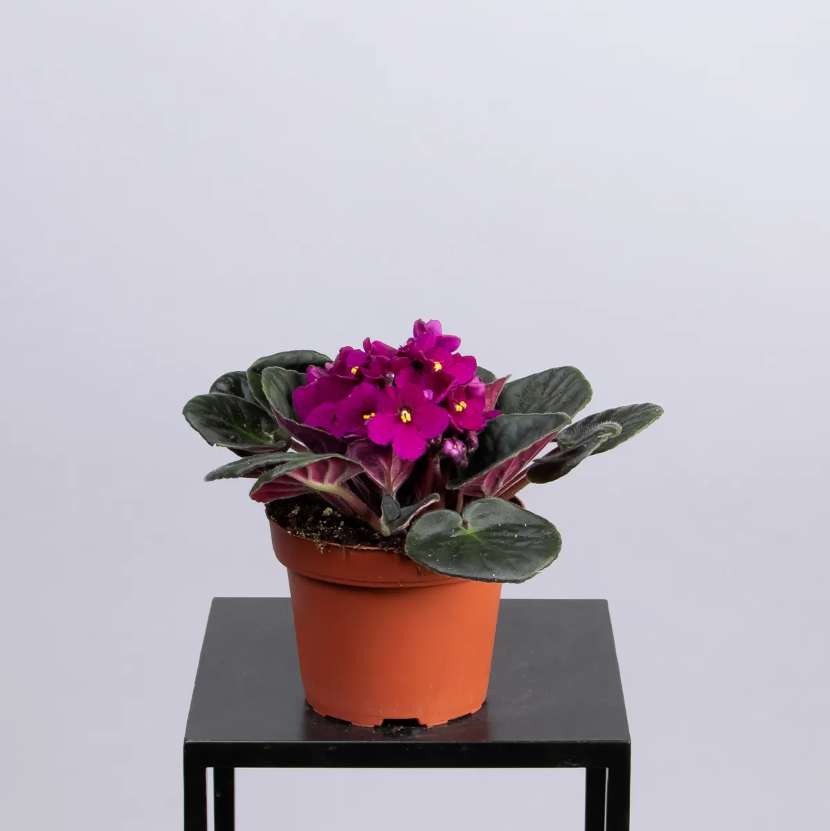 Фиалка Малиновая 1