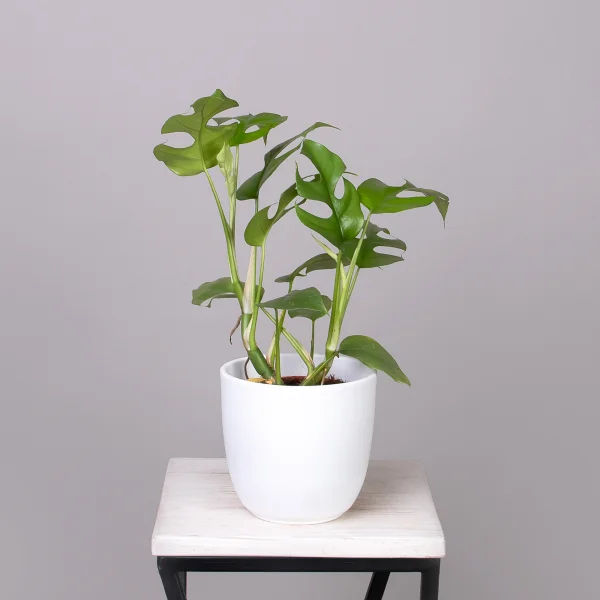 Монстера Минима_1